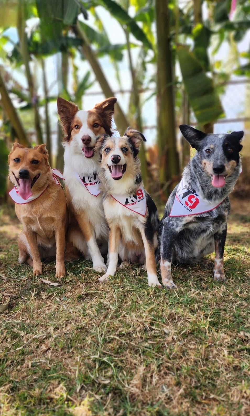 Perros