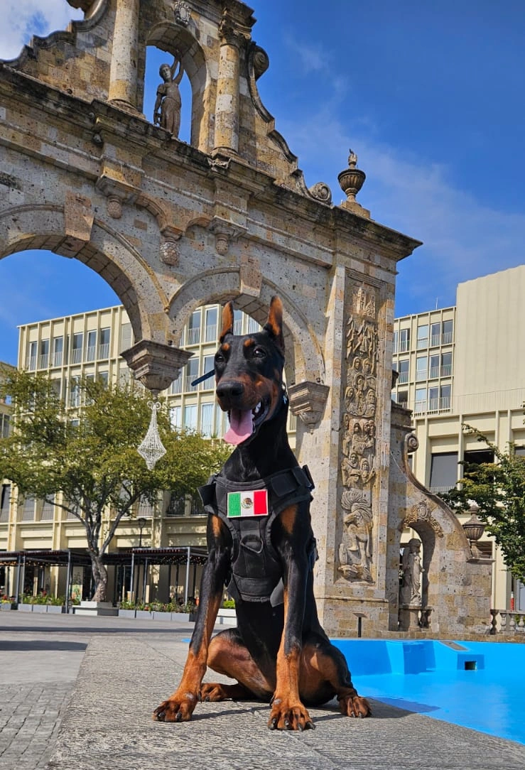 Perros policía